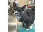 Adopt Bella a Domestic Shorthair / Mixed cat in Kelowna, BC (41472099)