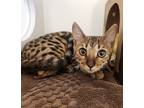 Adopt Bella a Bengal / Mixed cat in Kamloops, BC (41472097)