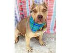 Adopt King a American Pit Bull Terrier / Mixed dog in Gautier, MS (41472092)