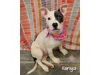 Adopt Kenya a American Pit Bull Terrier / Mixed dog in Gautier, MS (41472089)