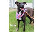 Adopt Bella a American Pit Bull Terrier / Mixed dog in Gautier, MS (41472088)