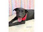 Adopt Jaden a Labrador Retriever / Mixed dog in Gautier, MS (41472087)
