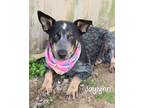 Adopt Jaylynn a Cattle Dog / Bluetick Coonhound / Mixed dog in Gautier