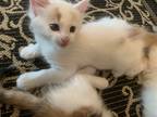 Adopt Boy 6 weeks a White (Mostly) American Shorthair / Mixed (short coat) cat