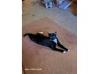 Adopt Kylo a Black & White or Tuxedo Domestic Shorthair / Mixed (short coat) cat
