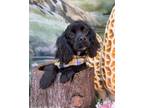 Adopt Jack a Black - with White American Cocker Spaniel / Mixed dog in