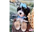 Adopt Freya a Tricolor (Tan/Brown & Black & White) Bernedoodle / Mixed dog in