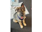 Adopt Yorkshire Pudding* a Siberian Husky / Shepherd (Unknown Type) / Mixed dog