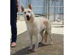 Adopt Scarlett* a Shepherd (Unknown Type) / Mixed dog in Pomona, CA (41470818)