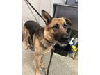 Adopt Ruby* a German Shepherd Dog / Mixed dog in Pomona, CA (41470817)