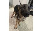 Adopt Sherry* a German Shepherd Dog / Mixed dog in Pomona, CA (41472046)