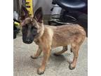 Adopt Brandy* a German Shepherd Dog / Mixed dog in Pomona, CA (41472045)