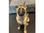Adopt Chardonnay* a German Shepherd Dog / Mixed dog in Pomona, CA (41472044)