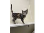 Adopt Sweet Pea a Gray or Blue (Mostly) Domestic Shorthair (short coat) cat in