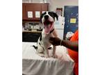 Adopt ROCKET MAN a Mixed Breed (Medium) / Mixed dog in Warrenton, NC (41472120)
