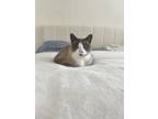Adopt Butters a Gray or Blue Domestic Shorthair / Mixed (short coat) cat in