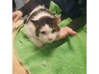 Adopt Mitten 2/3 a Domestic Longhair / Mixed (short coat) cat in Detroit