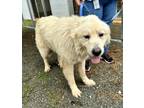 Adopt a White Great Pyrenees dog in Jourdanton, TX (41472109)