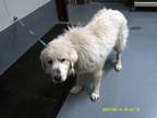 Adopt a White Great Pyrenees dog in Jourdanton, TX (41472109)