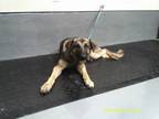 Adopt a Gray/Blue/Silver/Salt & Pepper German Shepherd Dog dog in Jourdanton