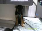 Adopt Ronan a Black German Shepherd Dog dog in Jourdanton, TX (41472105)