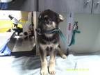 Adopt a Black German Shepherd Dog dog in Jourdanton, TX (41472104)