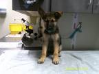 Adopt a Black German Shepherd Dog dog in Jourdanton, TX (41472103)