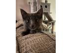 Adopt Phoenix a Gray or Blue Domestic Shorthair / Mixed (short coat) cat in