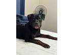 Adopt Bella a Brown/Chocolate - with Black Rottweiler / Mixed dog in Fort Worth
