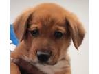 Adopt Braxton a Shepherd (Unknown Type) / Mixed dog in Houston, TX (41472031)