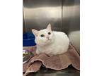Adopt Chum a White Domestic Shorthair (short coat) cat in Chippewa Falls