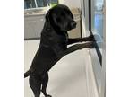 Adopt Eadie a Labrador Retriever / Mixed dog in Topeka, KS (41472026)