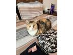 Adopt Daisy a Calico or Dilute Calico Domestic Shorthair / Mixed (short coat)
