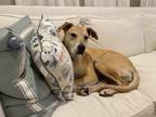 Adopt Riley a Tan/Yellow/Fawn Mutt / Mixed dog in Dallas, TX (41472067)
