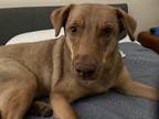 Adopt Cusco a Tan/Yellow/Fawn Mutt / Mixed dog in Chicago, IL (41472056)