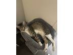 Adopt Dounai a Tiger Striped Tabby / Mixed (short coat) cat in Brentwood