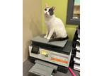 Adopt CHILLI a White (Mostly) Domestic Shorthair (short coat) cat in Royal Oak