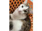 Adopt Kirby a Black & White or Tuxedo Munchkin / Mixed (medium coat) cat in
