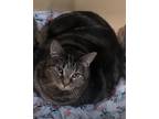 Adopt Lexi a Black (Mostly) Domestic Mediumhair / Mixed (medium coat) cat in