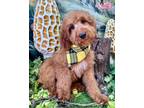 Adopt Max a Tan/Yellow/Fawn - with White Goldendoodle / Mixed dog in Winchester