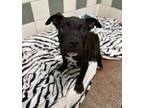 Adopt Tinman a Pit Bull Terrier / Mixed dog in Monterey, CA (41470631)
