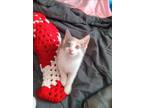 Adopt Candela a Calico or Dilute Calico Calico / Mixed (short coat) cat in