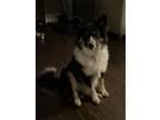 Adopt Toby a Black - with Tan, Yellow or Fawn Australian Shepherd / Mixed dog in