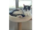 Adopt Sophie a Calico or Dilute Calico Calico / Mixed (short coat) cat in