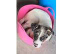 Adopt Ivy a Merle Australian Shepherd / Border Collie / Mixed dog in Belton
