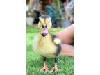 Adopt Ducky a White Duck bird in Austin, TX (41471782)