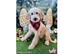 Adopt Harrison a Tan/Yellow/Fawn - with White Goldendoodle / Mixed dog in