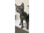 Adopt Pusheen a Gray, Blue or Silver Tabby Domestic Shorthair (short coat) cat