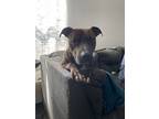 Adopt Boba a Brindle American Pit Bull Terrier / Labrador Retriever / Mixed dog