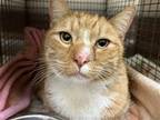 Adopt SONNY a Orange or Red Domestic Mediumhair / Mixed (medium coat) cat in